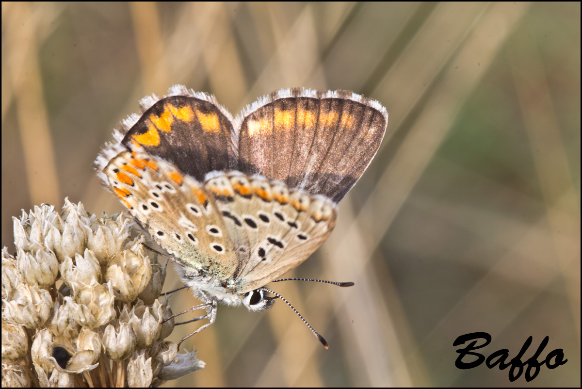 Ultimi svolazzamenti - Polyommatus (Lysandra) bellargus